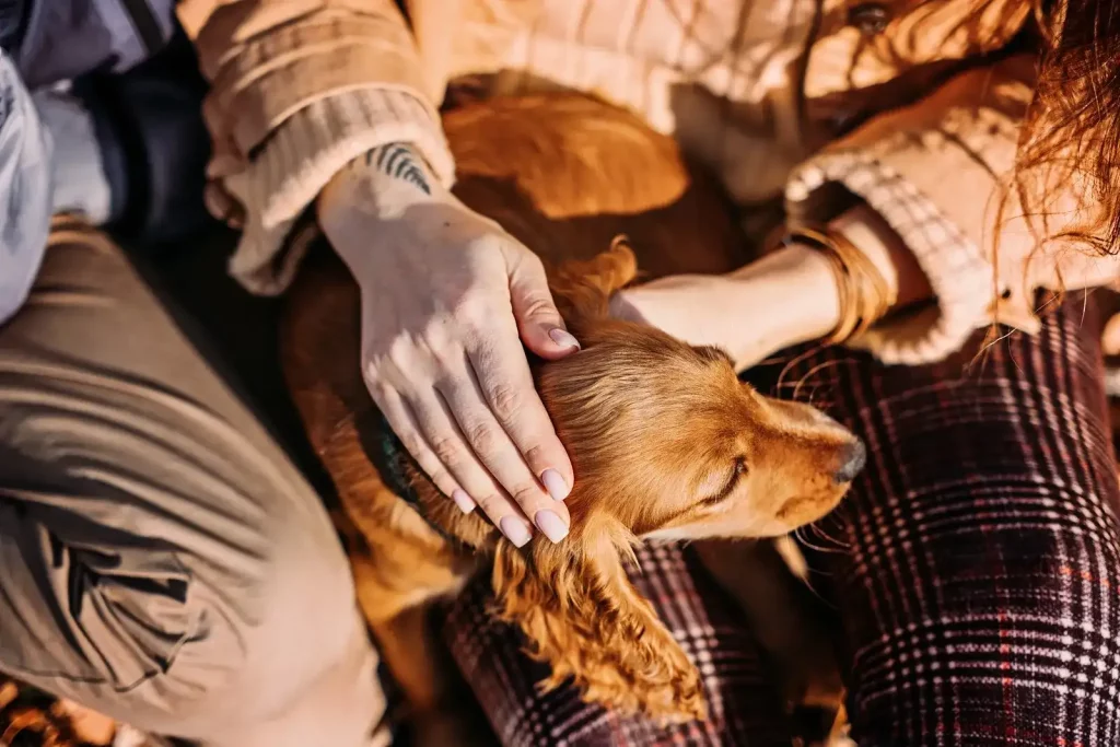 Effective Inventory Management Strategies for Supporting Pet Loss Handling in Hospice Care