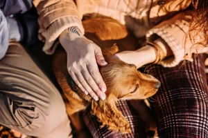 Effective Inventory Management Strategies for Supporting Pet Loss Handling in Hospice Care