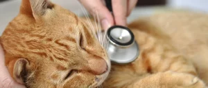 Supportive pet loss handling