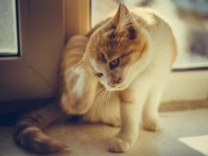Understanding Why Cats Scratch Their Ears