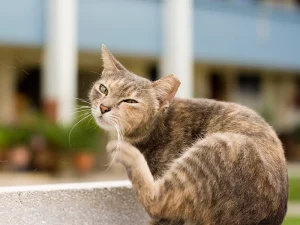 why is my cat scratching ears